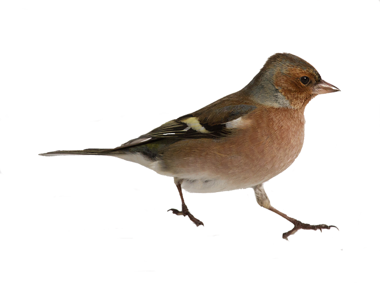 canto verso richiamo mp3 fringuello, fringilla coelebs, chaffinch, Buchfink, pinzn vulgar, pinson des arbres,  