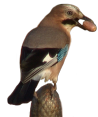 canto verso richiamo mp3 ghiandaia "garrulus glandarius" "eurasian jay" Eichelhher arrendajo gayo "Geai des chnes" 