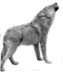 verso vocalizzazione richiamo mp3 ululato guaito ringhio cucciolo Lupo appenninico, Canis lupus italicus, appennine wolf, eurasian wolf, lobo europeo, lobo comun, Loup gris commun,   