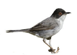 canto verso richiamo mp3 occhiocotto, sylvia melanocephala, sardinian warbler, curruca de cabeza negra