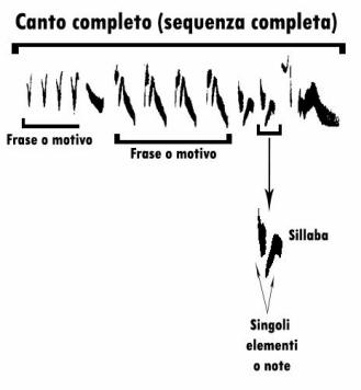 sonogramma, leggere un sonogramma, studiare i suoni, studiare i canti degli uccelli, sonogram reading, spectrogram reading, leggere uno spettrogramma, 