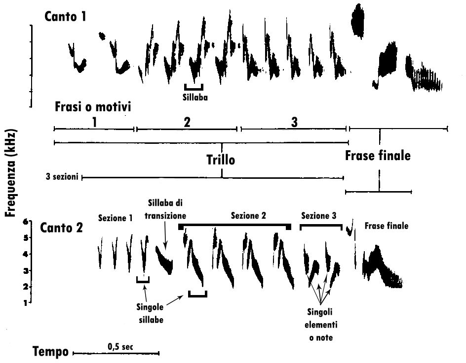 sonogramma, leggere un sonogramma, studiare i suoni, studiare i canti degli uccelli, sonogram reading, spectrogram reading, leggere uno spettrogramma, 