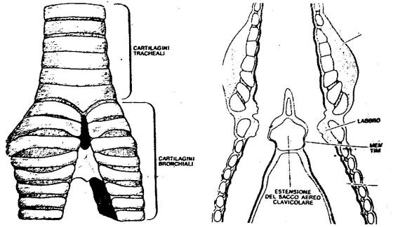 trachea uccelli