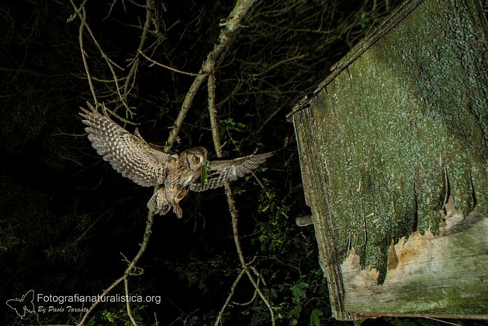 bird garden, birdgardening, nidi artificiali, nest boxes, nidi per uccelli, assiolo, otus scops, scops owl, Petit duc-scops, Autillo europeo, Zwergohreule,