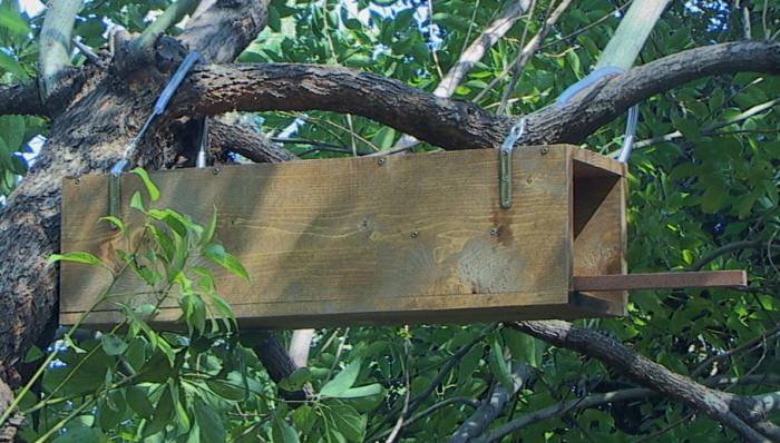 bird garden, birdgardening, nidi artificiali, nest boxes, nidi per uccelli, civetta, athene noctua, little owl, 