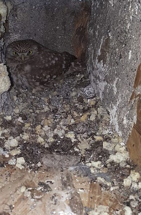 bird garden, birdgardening, nidi artificiali, nest boxes, nidi per uccelli, Civetta comune, Athene noctua, Little Owl, Steinkauz, Mochuelo europeo, Cheveche, 