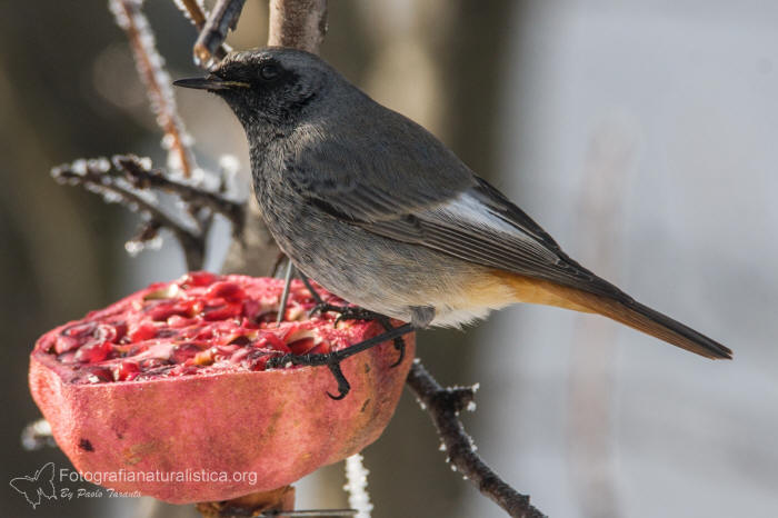 Mangiatoia uccellini da appendere - Scegli la biodiversità - My Green Help