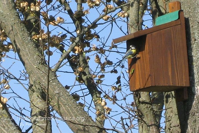 bird garden, birdgardening, nidi artificiali, nest boxes, nidi per uccelli, Cinciarella, parus caeruleus, Cyanistes caeruleus,  Blaumeise, herrerillo comn, herrerillo comn 