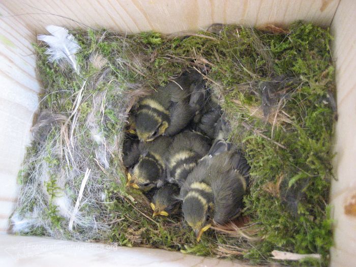 bird garden, birdgardening, nidi artificiali, nest boxes, nidi per uccelli, Cinciarella, parus caeruleus, Cyanistes caeruleus,  Blaumeise, herrerillo comn, herrerillo comn 