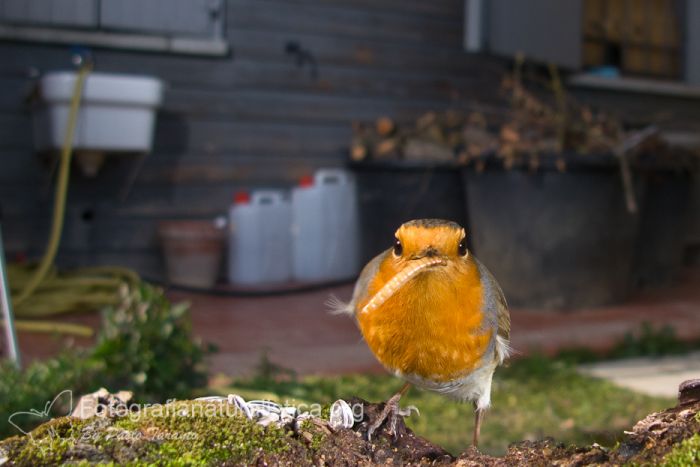 Mangiatoia Per Uccelli Selvatici Garden » Laudi Srl: Orto E Giardinaggio,  Cibo E Accessori Per Animali, Acquariologia Ed Equitazione