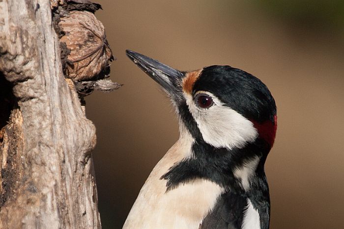 Mangiatoie per gli uccelli selvatici, sì o no?