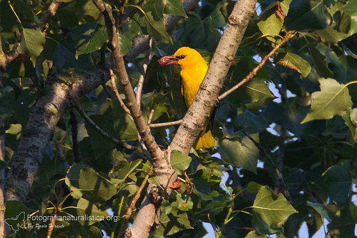 bird garden, birdgardening, rigogolo,  oriolus, eurasian golden, oriole pirol, oropendola dorada europea