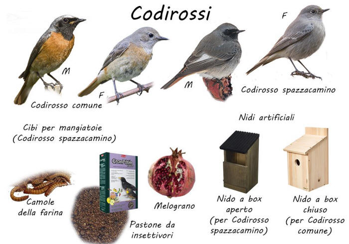 bird garden, birdgardening, nidi artificiali, nest boxes, nidi per uccelli, mangiatoie per uccelli, cibo per uccelli selvatici, aiutare gli uccelli, codirosso, spazzacamino