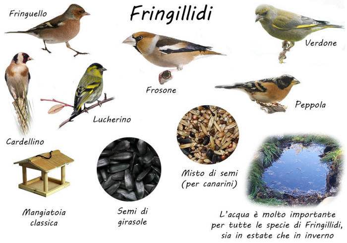 bird garden, birdgardening, nidi artificiali, nest boxes, nidi per uccelli, mangiatoie per uccelli, cibo per uccelli selvatici, aiutare gli uccelli, granivori, fringillidi, fringuello, peppola, verdone, cardellino, frosone, lucherino, 