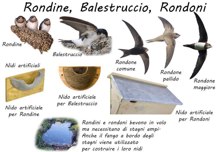 bird garden, birdgardening, nidi artificiali, nest boxes, nidi per uccelli, mangiatoie per uccelli, cibo per uccelli selvatici, aiutare gli uccelli, rondine, rondone, balestruccio, 