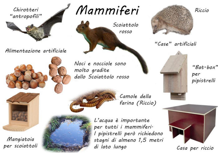 bird garden, birdgardening, nidi artificiali, nest boxes, nidi per uccelli, mangiatoie per uccelli, cibo per uccelli selvatici, aiutare gli uccelli, mammiferi, riccio, casetta riccio, scoiattolo, bat box, pipistrelli, 