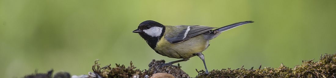 Mangiatoia uccellini da appendere - Scegli la biodiversità - My Green Help