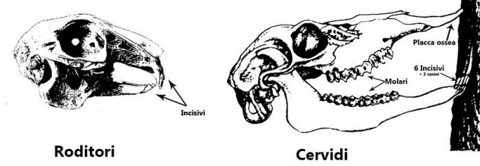 alimentazione cervidi, cervo corteccia, dentatura cervo, denti cervidi,