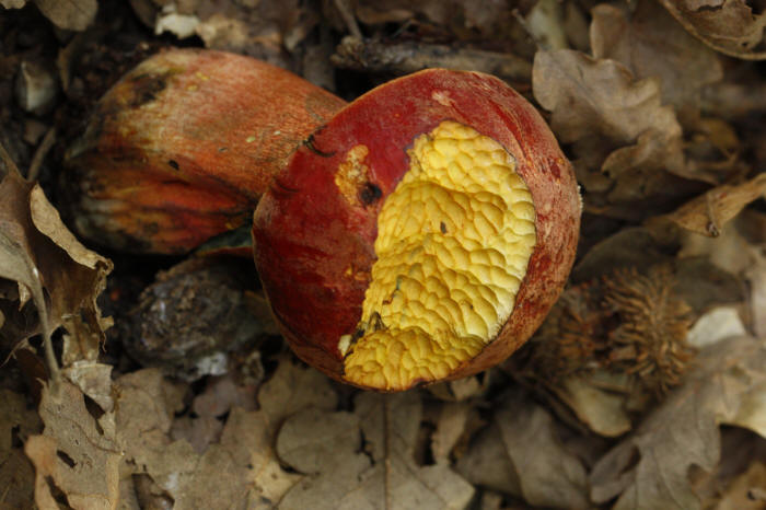 fungo rosicchiato, topo selvatico, alimentazione su fungo, segni su fungo, 