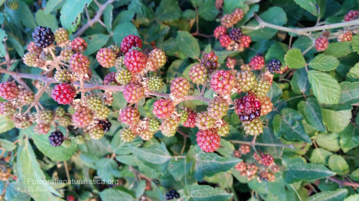 more di rovo, Rubus ulmifolius
