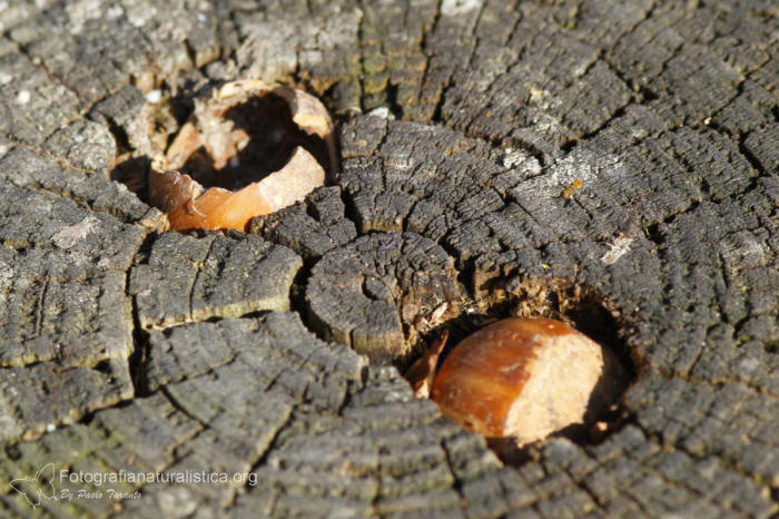 nocciola, incudine, alimentazione picchio rosso maggiore, picchio rosso maggiore, picoides major, great spotted, woodpecker, buntspecht  pico pic 