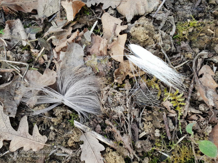 ciuffo di pelo capriolo, predazione capriolo, peli capriolo, capreolus capreolus, roe deer, canis lupus, wolf predation, 