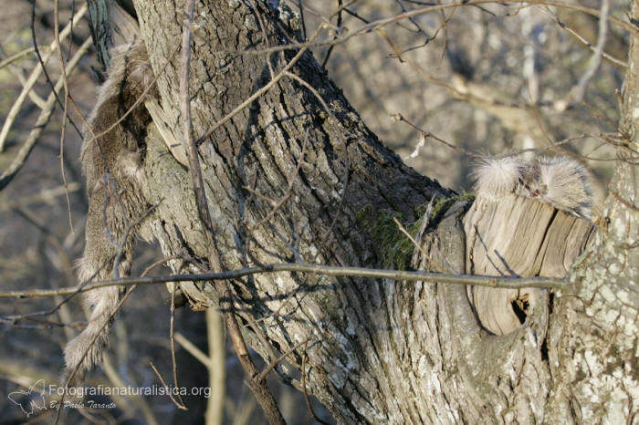 predazione capriolo, faina, preda su albero, pelo capriolo, pelliccia capriolo, martes foina, capreolus capreolus, 