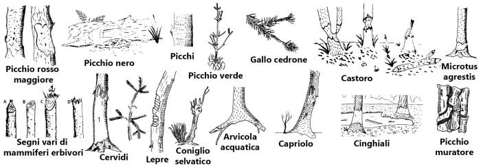 segni di alimentazione sulle cortecce, rosicchiatura corteccia, 