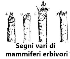 alimentazione cervidi, cervo corteccia, dentatura cervo, denti cervidi,