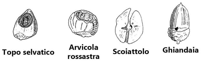 rosicchiatura noci, rosicchiatura nocciole, scoiattolo, topo, arvicola, ghiandaia, 