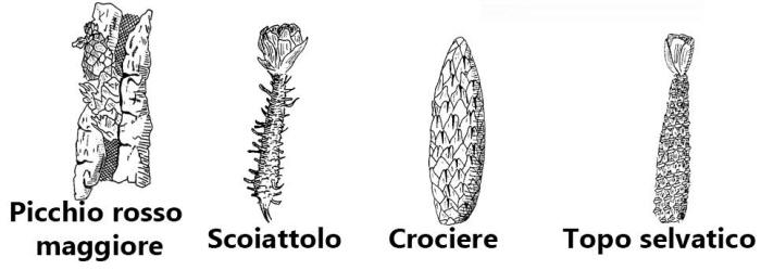 pigna, pigne alimentazione scoiattolo topo selvatico crociere topo ratto