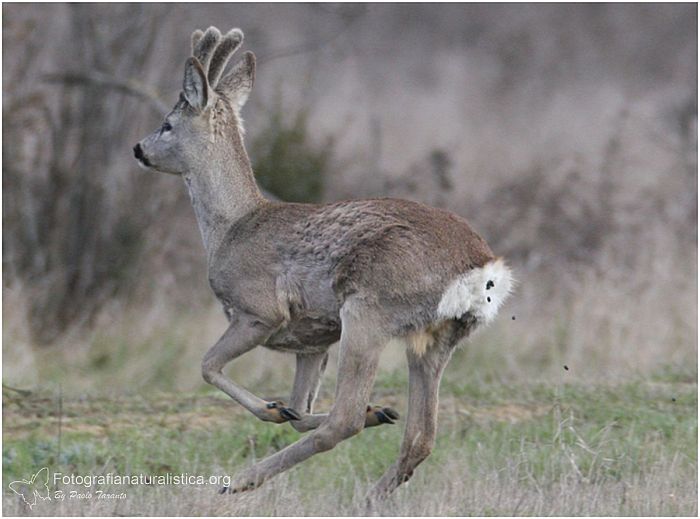 fatte capriolo, escrementi capriolo, Capriolo, capreolus capreolus, roe deer, Reh corzo chevreuil 