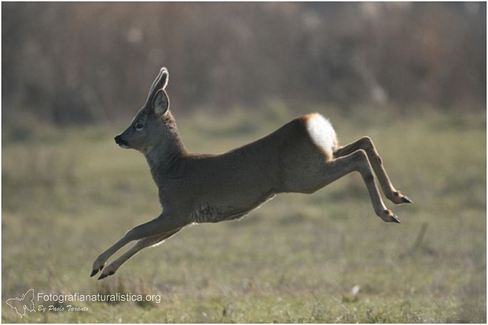 capriolo salto, balzo capriolo, Capriolo, capreolus capreolus, roe deer, Reh corzo chevreuil 