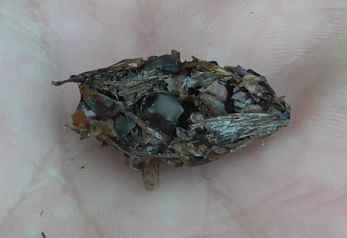 borra averla piccola, shrike pellet, averla piccola, lanius collurio, red-backed shrike,  Neuntter , alcaudn dorsirrojo, Pie-griche corcheur