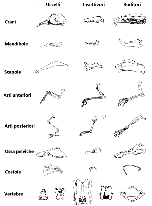 ossa, crani, mammiferi, uccelli, rettili, anfibi, resti borra, analisi borra, pellet analysis, 