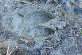 orma cervo, impronta cervo, tracce cervo, tracks, footprints, Cervo, cervus elaphus, red deer, ciervo cerf, elaphe rothirsch,