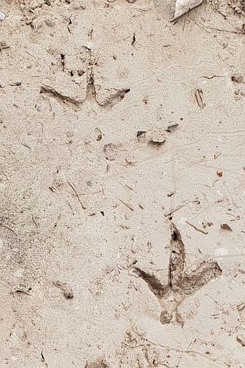 tracce fagiano, impronte fagiano, orme fagiano, impronta fagiano, footprint, tracks, fagiano, phasianus colchicus, common pheasant, fasan, faisan vulgar, decolchide