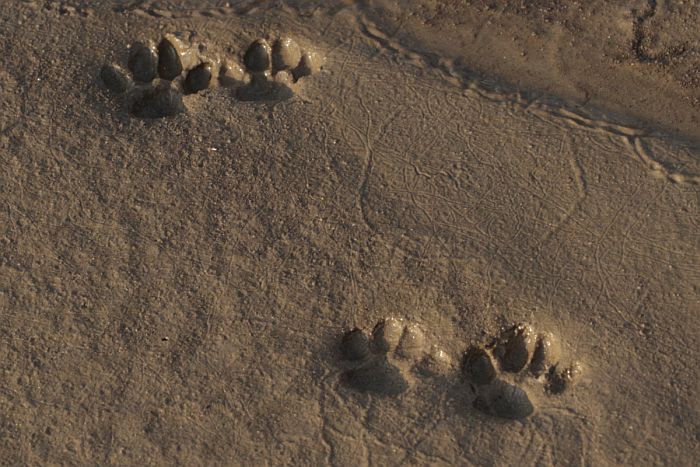 orme gatto, orma gatto, impronta gatto, impronte di gatto, tracce di gatto selvatico, felis silvestris, wild cat, footprint, tracks, 
