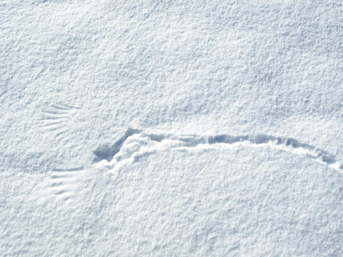traccia neve merlo involo turdus merula
