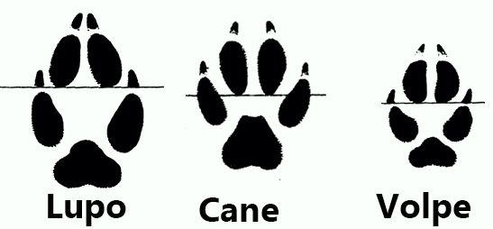 impronte differenza cane lupo volpe, orme lupo cane volpe identificazione, tracce impronte lupo volpe cane comparazione, 