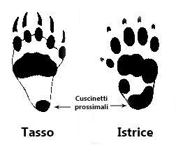 orme tasso istrice, differenza impronte tasso istrice, meles meles, hystrix cristata, badger, porcupine, footprints, tracks, 