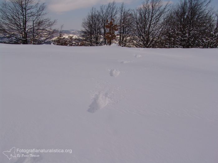 orme capriolo, tracce capriolo sulla neve, impronte capriolo neve, balzo capriolo, Capriolo, capreolus capreolus, roe deer, Reh corzo chevreuil 