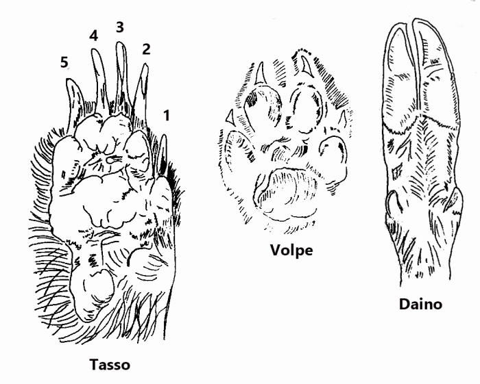 tracce mammiferi, anatomia zampe mammiferi, zampa di mammifero, tracce animali, orme impronte mammiferi, 