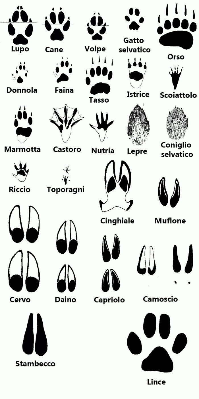 orme mammiferi, comparazione tracce mammiferi, impronte mammiferi, mammals tracks, mammals footprints, 