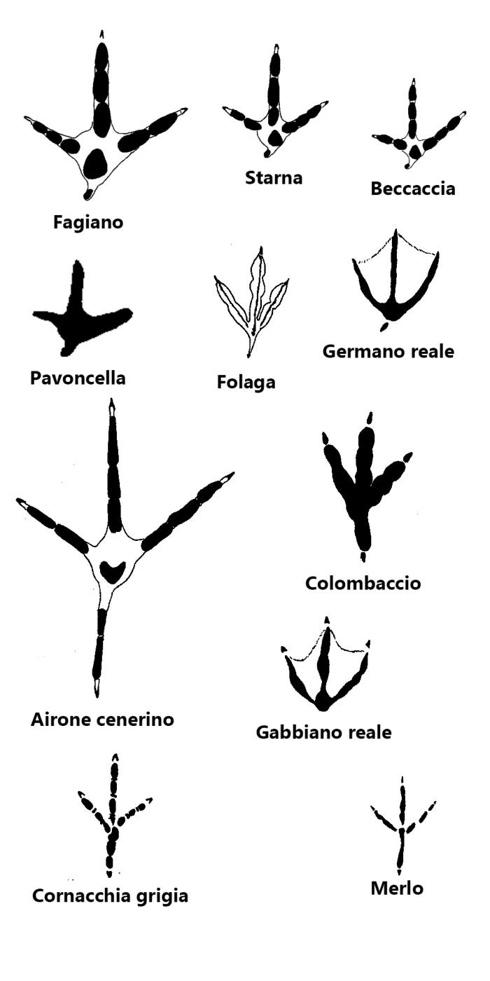 impronte uccelli, orme di uccelli, tracce uccelli, comparazione impronte uccelli, european birds footprints, 