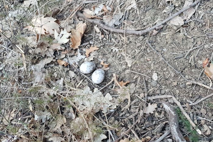 nido succiacapre, uova succiacapre, nightjar nest, nightjar eggs, Succiacapre, Caprimulgus europaeus, nightjar, Ziegenmelker, chotacabras gris, chotacabras europeo,   Engoulevent d'Europe,