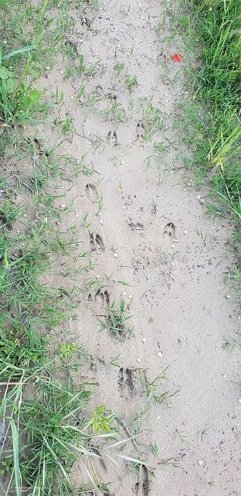 impronta capriolo, orme capriolo, tracce capriolo, tracks, Capriolo, capreolus capreolus, roe deer, Reh corzo chevreuil 