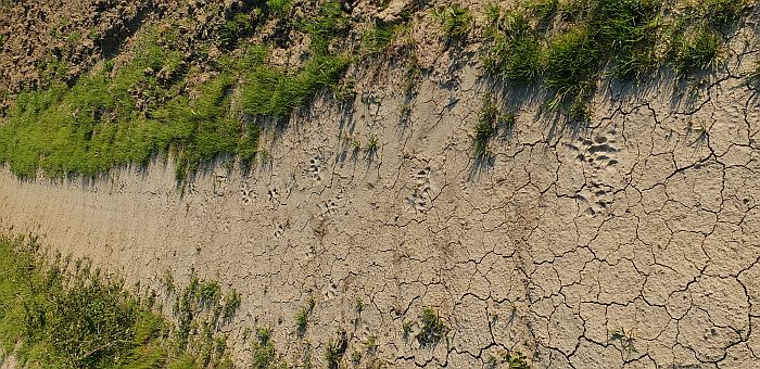 orme lupo, tracce lupo, impronte lupo, impronta lupo, wolf footprint, wolf tracks, Lupo appenninico, Canis lupus italicus, appennine wolf, eurasian wolf, lobo europeo, lobo comun, Loup gris commun,  