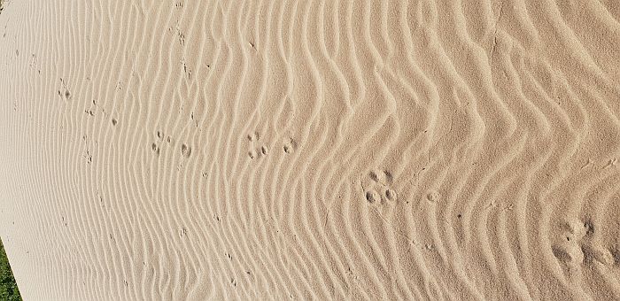tracce, impronte, sabbia, coniglio selvatico, oryctolagus cuniculus, 