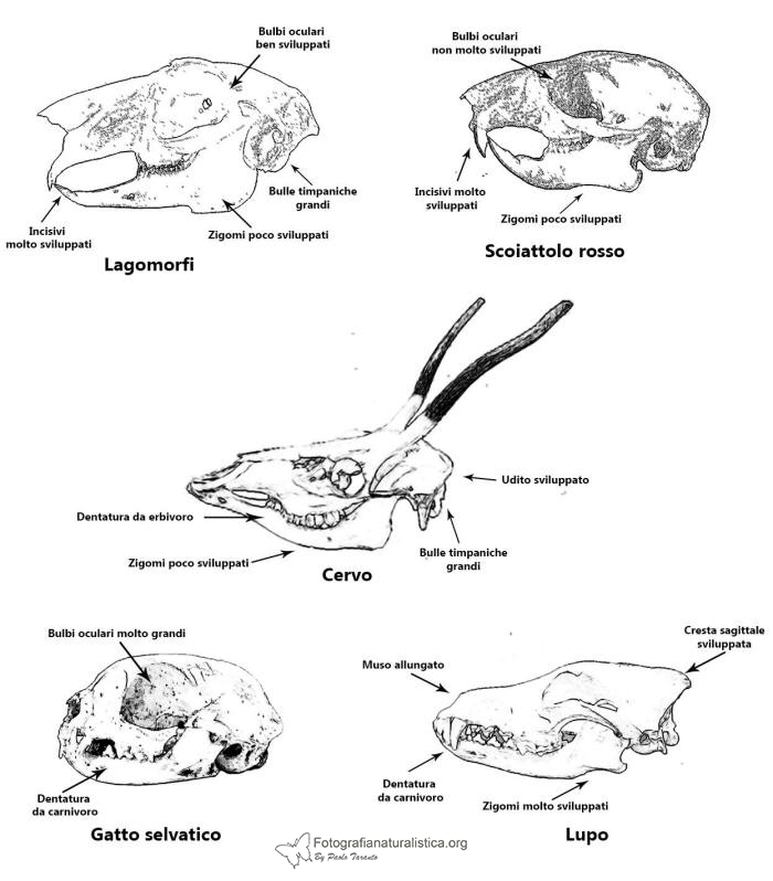 crani mammiferi, mammal skulls, adattamenti funzionali crani mammiferi, 